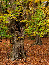 Hornbeam tree (Carpinus betulus) ancient pollard growing in mixed woodland - good ancient woodland indicator, Essex, England, UK, November