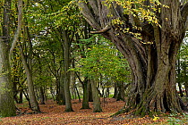Hornbeam trees (Carpinus betulus) huge ancient pollards growing in woodland, Hatfield Forest, Essex, England, UK, October