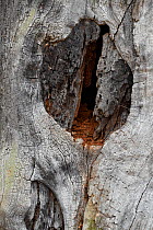 English oak tree (Quercus robur) Split in dead trunk showing red deadwood inside trunk this is a very important habitat of ancient trees for saproxylic insects, London, England, UK, November
