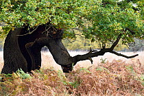 English Oak Tree (Quercus robur) ancient pollard with split exposing hollow interior, London, England, UK, November