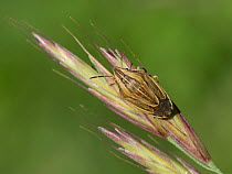 Bishop&#39;s mitre shieldbug (Aelia acuminata) on grass seedhead, Buckinghamshire, England, UK, June