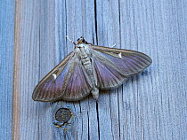 Box Tree Moth (Cydalima perspectalis) New to Britain first reported in 2008 the caterpillars of this moth will quickly defoliate Box trees and Hedges - recognised as a garden pest, London, England, UK...