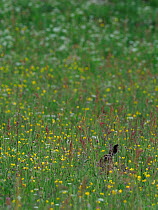 Brown hare (Lepus europaeus) leveret in upland hay meadow, Upper Teesdale, Co Durham, England, UK, June