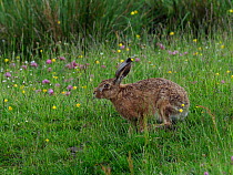 Brown hare (Lepus europaeus) feeding in upland hay meadow, Upper Teesdale, Co Durham, England, UK, June