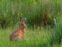 Brown hare (Lepus europaeus) In upland hay meadow, Upper Teesdale, Co Durham, England, UK, June