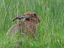 Brown hare (Lepus europaeus) among grasses, Upper Teesdale, Co Durham, England, UK, June