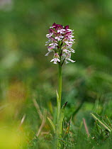 Burnt-tip Orchid (Orchis ustulata) Individual plant, East Sussex, England, UK, May