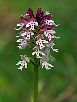Burnt-tip Orchid (Orchis ustulata) Close up of flowers spike, East Sussex, England, UK, May - Focus Stacked Image
