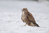 Buzzard (Buteo buteo) Calling from ground in snow, Buckinghamshire, England, UK, February