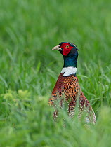 Pheasant (Phasianus colchicus) male in long grass at edge of arable field, Hertfordshire, England, UK, May