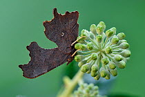 Comma butterfly (Polygonia c-album) hibernating on Ivy Flowers and covered in frost, Hertfordshire, England, UK, January - Focus Stacked Image