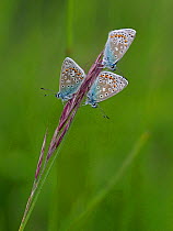 Common Blue Butterfly (Polyommatus icarus) roosting communally, East Sussex, England, UK, May