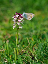 Common Blue Butterfly (Polyommatus icarus) feeding on Burnt-tip Orchid (Orchis ustulata) , East Sussex, England, UK, May