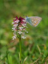 Common Blue Butterfly (Polyommatus icarus) feeding on Burnt-tip Orchid (Orchis ustulata) , East Sussex, England, UK, May