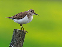 Common Sandpiper (Actitis hypoleucos) on top of fence post, Upper Teesdale, Co Durham, England, UK, June