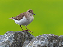 Common sandpiper (Actitis hypoleucos) walking along top of drystone wall, Upper Teesdale, Co Durham, England, UK, June