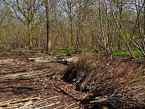 Ancient coppice woodland showing coppice stools, timber trees and stacked poles and brushwood in forground, example of woodmanship and traditional woodland managment, Suffolk, England, UK, April