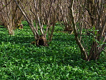 Hazel Trees (Corylus avellana) ancient coppice Hazel stools, with Ramsons (Allium ursinum) growing below, example of woodmanship and traditional woodland managment, Suffolk, England, UK, April