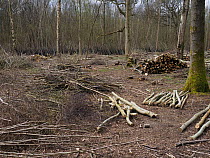 Recently felled ancient coppice woodland showing timber trees and stacked poles with traditional fencing using brushwood to protect re-growth of stools, example of woodmanship and traditional woodland...