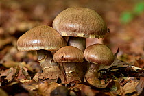 Stocking webcap fungus (Cortinarius torvus), group of toadstools on woodland floor, Buckinghamshire, England, UK, October - Focus Stacked