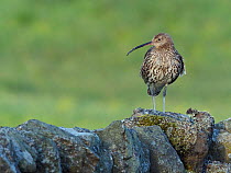 Curlew (Numenius arquata) standing along dry stone wall, Upper Teesdale, Co Durham, England, UK, June