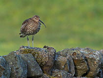 Curlew (Numenius arquata) Standing along dry stone wall, Upper Teesdale, Co Durham, England, UK, June