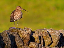 Curlew (Numenius arquata) Standing along dry stone wall, Upper Teesdale, Co Durham, England, UK, June