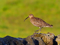 Curlew (Numenius arquata) Walking along dry stone wall, Upper Teesdale, Co Durham, England, UK, June