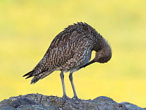 Curlew (Numenius arquata) preening on top of dry stone wall, Upper Teesdale, Co Durham, England, UK, June