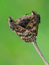 Dingy skipper butterfly (Erynnis tages) mating pair, Bedfordshire, England, UK, May - Focus Stacked Image