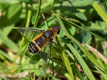 Downland bee-fly (Villa cingulata) male, this rare southern species is usually seen on calcareous grassland in the Chilterns, Buckinghamshire, England, UK, June