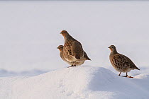 Grey partridge (Perdix perdix) three birds on snow covered mound, Bedfordshire, England, UK, December