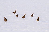 Grey partridge (Perdix perdix) group of 6 birds on snow covered arable field, Bedfordshire, England, UK, December
