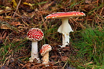 Fly agaric fungi (Amanita muscaria) group of three showing different stages of growth, Bedfordshire, England, UK, October - Focus Stacked Image