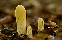 Giant Club Fungus (Clavariadelphus pistillaris) growing among Beech litter, Oxfordshire, England, UK, October