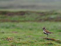 Golden plover (Pluvialis apricaria) male calling from short turf in Pennines, Upper Teesdale, Co Durham, England, UK, June