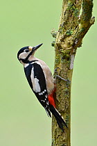 Great spotted woodpecker (Dendrocopus major) female perched on dead trunk, Hertfordshire, England, UK, February
