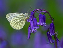 Green Veined White Butterfly (Pieris napi) Roosting on Bluebell flower, Cambridgeshire, England, UK, April