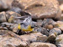 Grey wagtail (Motacilla cinerea) male stretching, Upper Teesdale, Co Durham, England, UK, June
