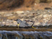 Grey wagtail (Motacilla cinerea) male bathing on top of weir, Upper Teesdale, Co Durham, England, UK, June