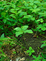 Herb paris (Paris quadrifolia) Plant growing among other woodland plants indicator species of ancient woodland, Suffolk, England, UK, May