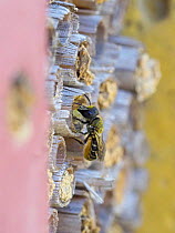 Resin Bee (Heriades truncorum) sealing the end of a nesting tube in a garden Bee hotel with resin, Hertfordshire, England, UK, June