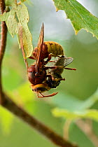 Hornet (Vespa crabro) hanging by one leg whilst dis-membering prey, Buckinghamshire, England, UK, July