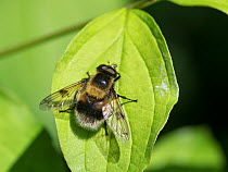 Hoverfly (Volucella bombylans) bumblebee mimic species, Buckinghamshire, England, UK, June