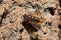 Hoverfly (Ferdinandea cuprea) the larvae of this species lives in sap runs on old trees, Cornwall, England, UK, May