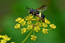 Hoverfly (Chrysotoxum bicinctum) distinctive black and yellow hoverfly visiting Wild Parsnip flower, Buckinghamshire, England, UK, July