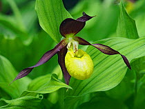 Lady&#39;s Slipper Orchid (Cypripedium calceolus) British specimen kept as part of collection at Kew Gardens, London, England, UK, May - Focus Stacked