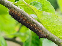 Lappet moth (Gastropacha quercifolia) second year larvae camoflaged on Apple tree twig, Hertfordshire, England, UK, May