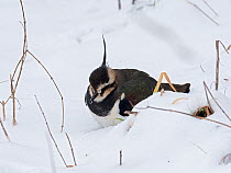 Lapwing (Vanellus vanellus) huddled down after late heavy snow, Hertfordshire, England, UK, March