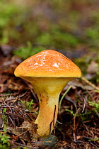 Larch Bolete fungus (Suillus grevillei) young specimen growing under Larch trees, Buckinghamshire, England, UK - Focus Stacked